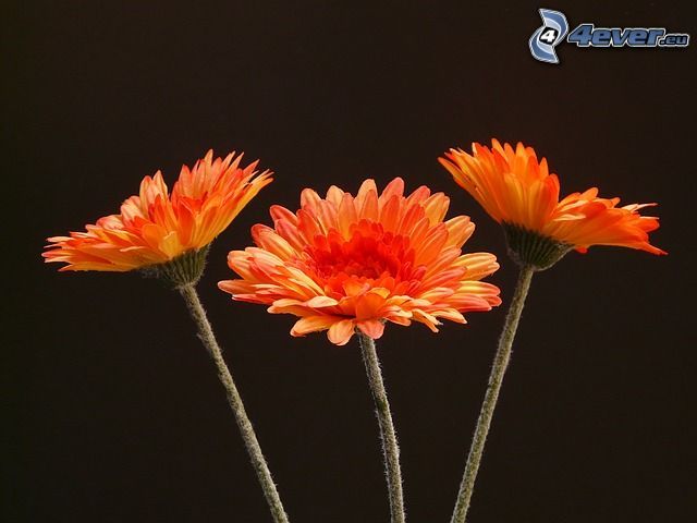 Gerbera