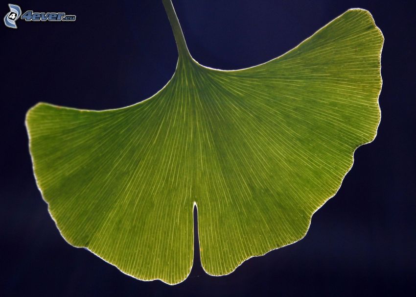 Ginkgo, grünes Blatt