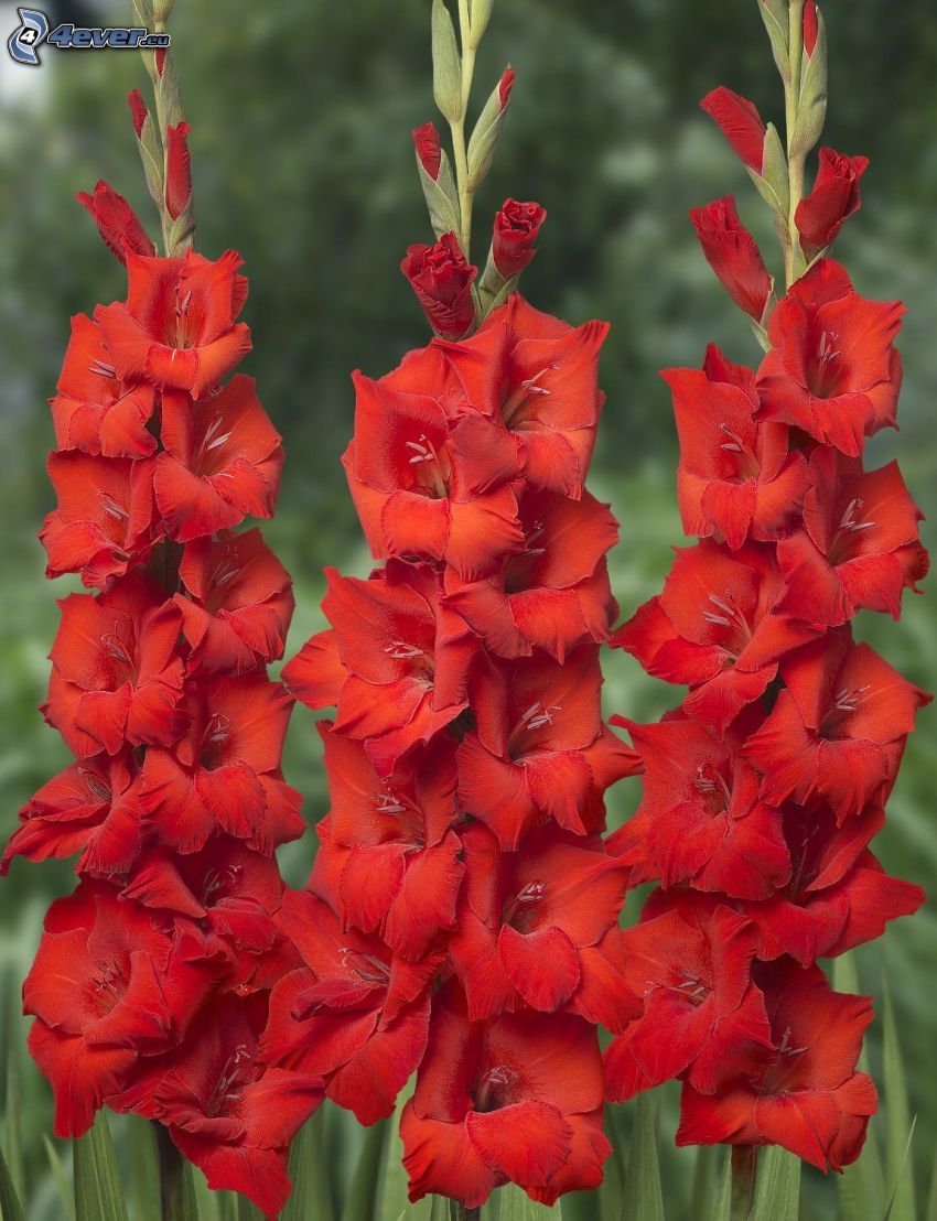 Gladiolen, roten Blumen