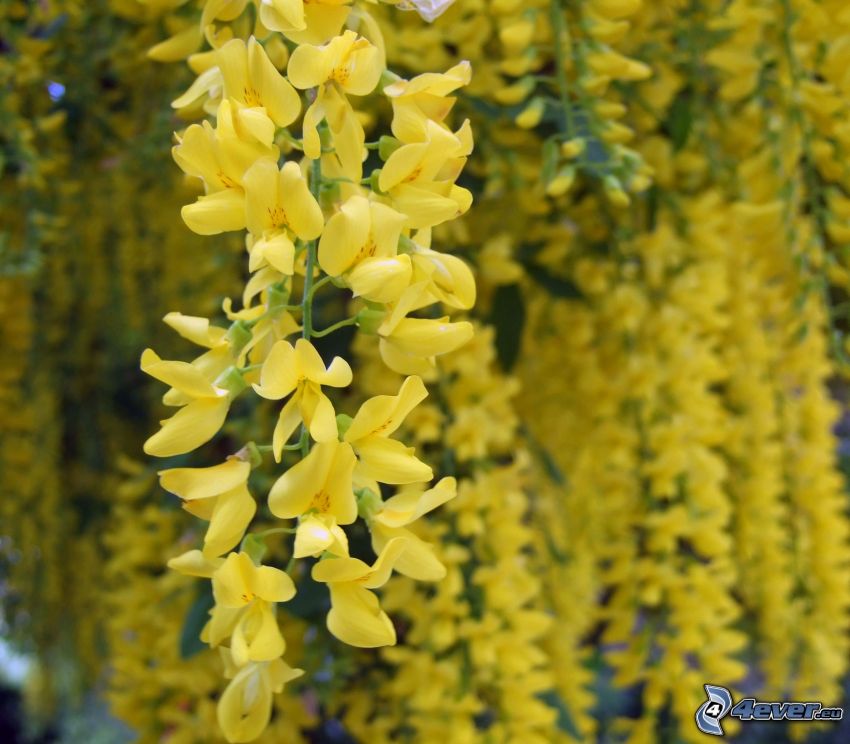 Goldregen, gelbe Blumen