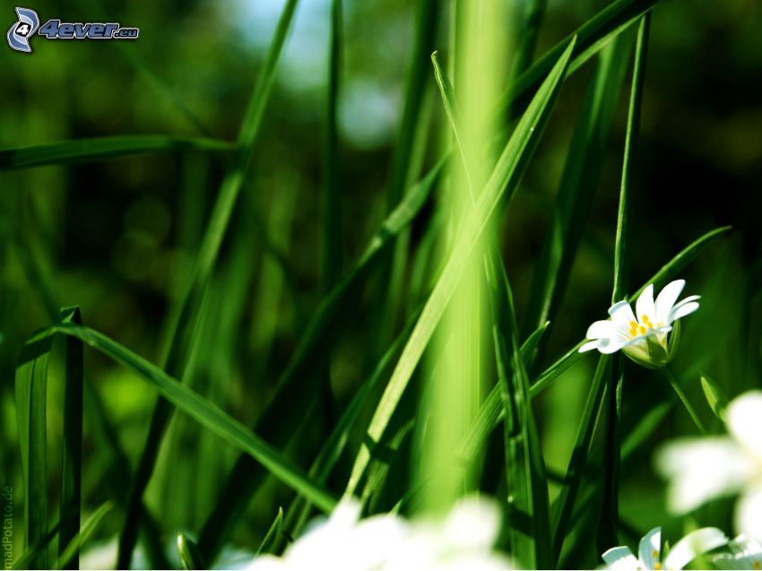 Gras, weiße Blumen