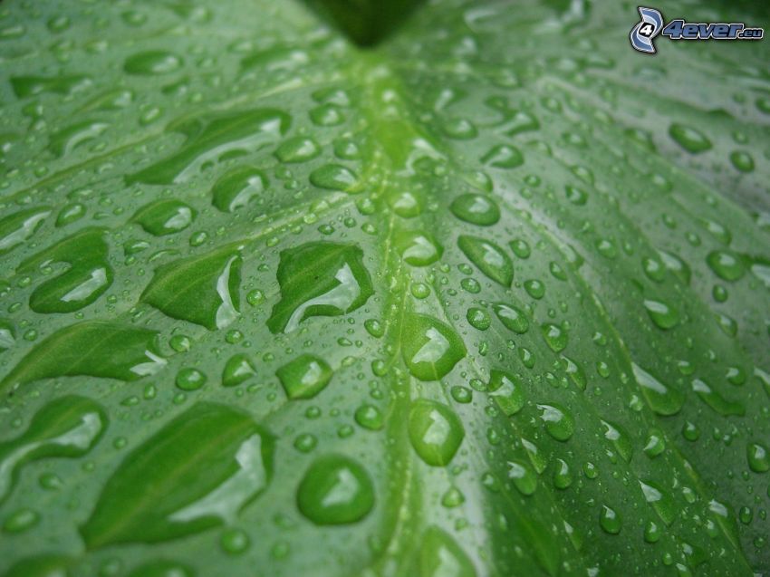 grünes Blatt, Wassertropfen