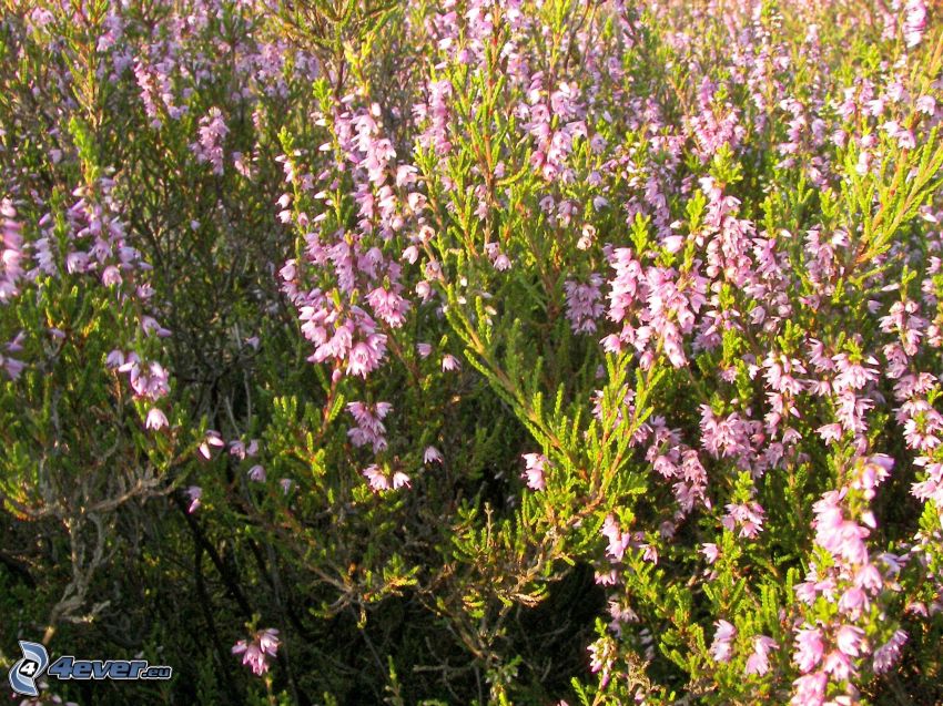Heide, Busch, rosa Blumen