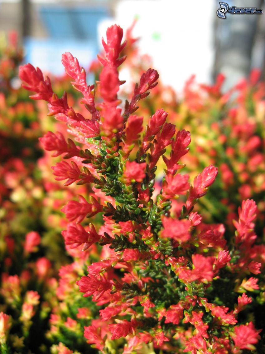 Heide, Busch, rote Blume
