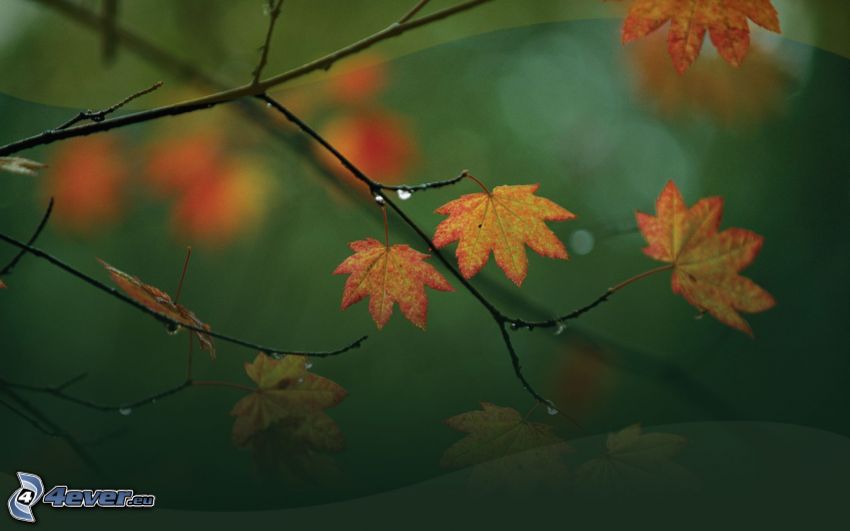 Herbstlaub, Blätter auf einem Ast