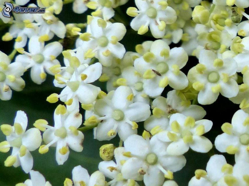 Holunder, Holunderblüten, weiße Blumen