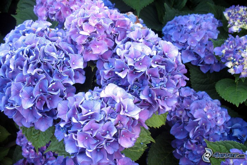 Hortensie, blaue Blumen
