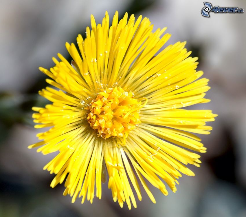 Huflattich, gelbe Blume