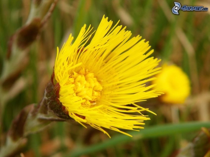 Huflattich, gelbe Blumen