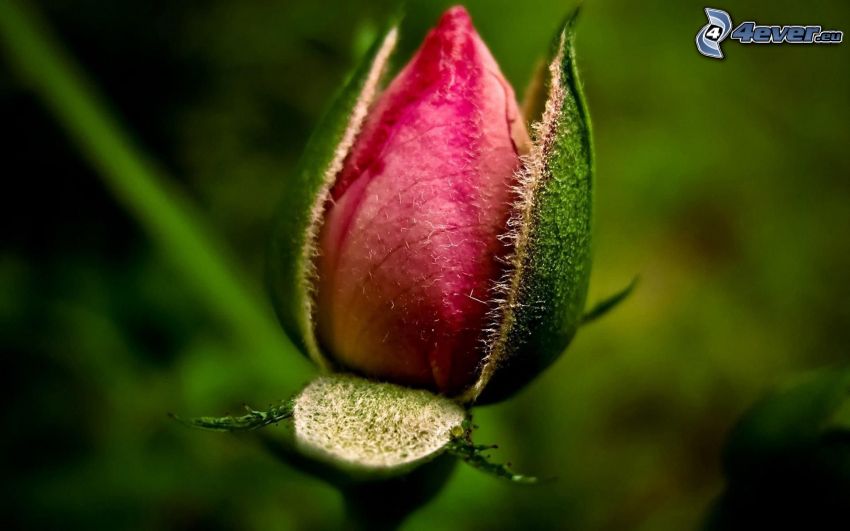Knospe, rosa Rose