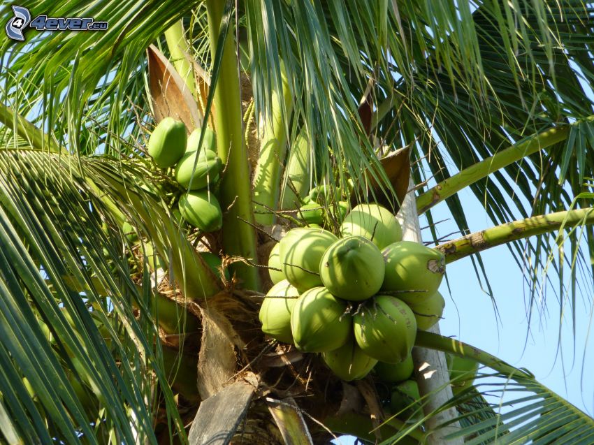 Kokospalme