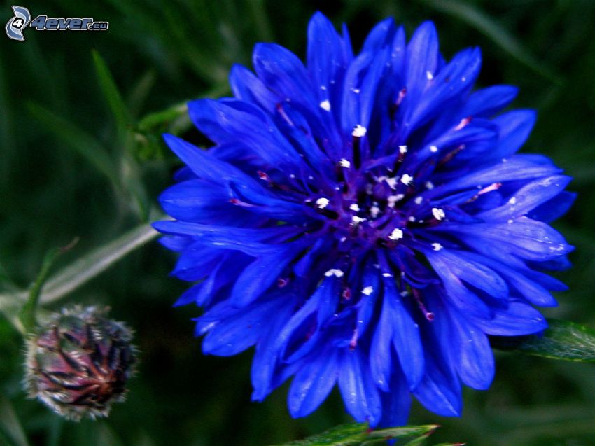 Kornblume, blaue Blume