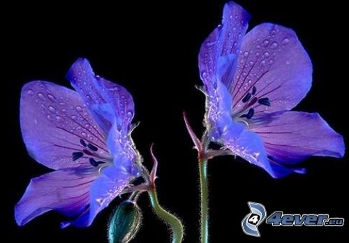 lila Blumen, taufrischer Blume