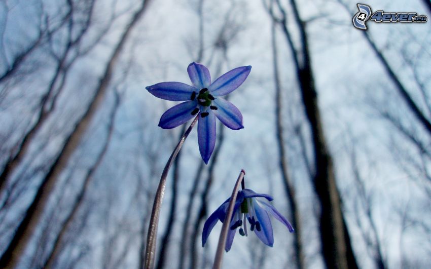 lila Blumen, Wald