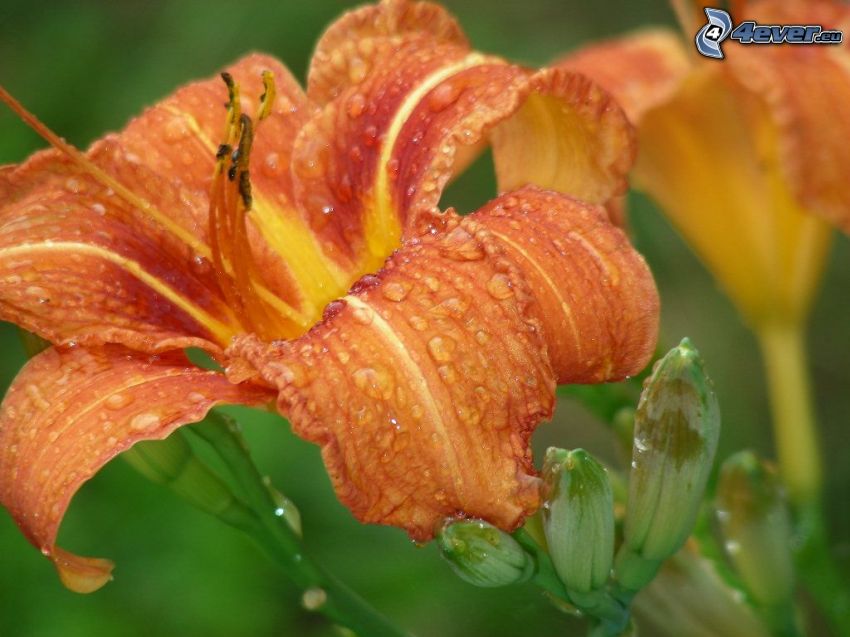 Lilie, taufrischer Blume
