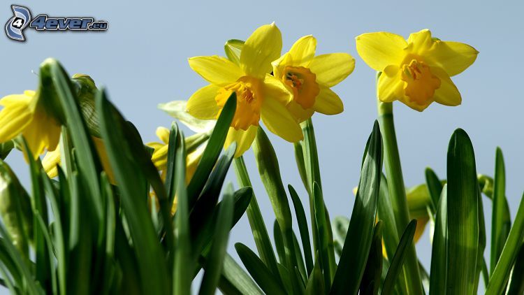 Narzissen, gelbe Blumen