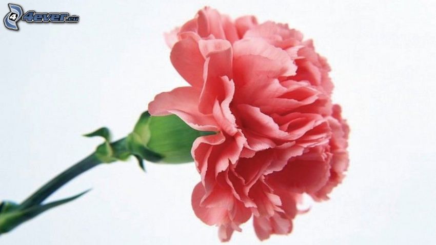 Nelke, rosa Blume