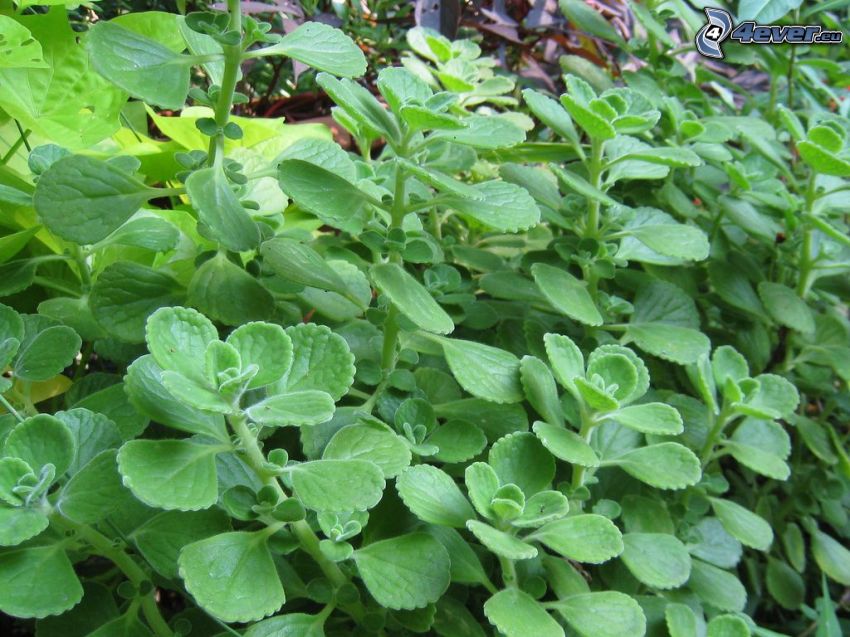 Origanum vulgare, grüne Blätter