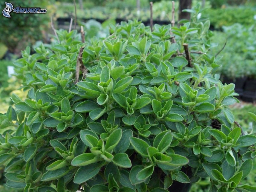 Origanum vulgare, grüne Blätter