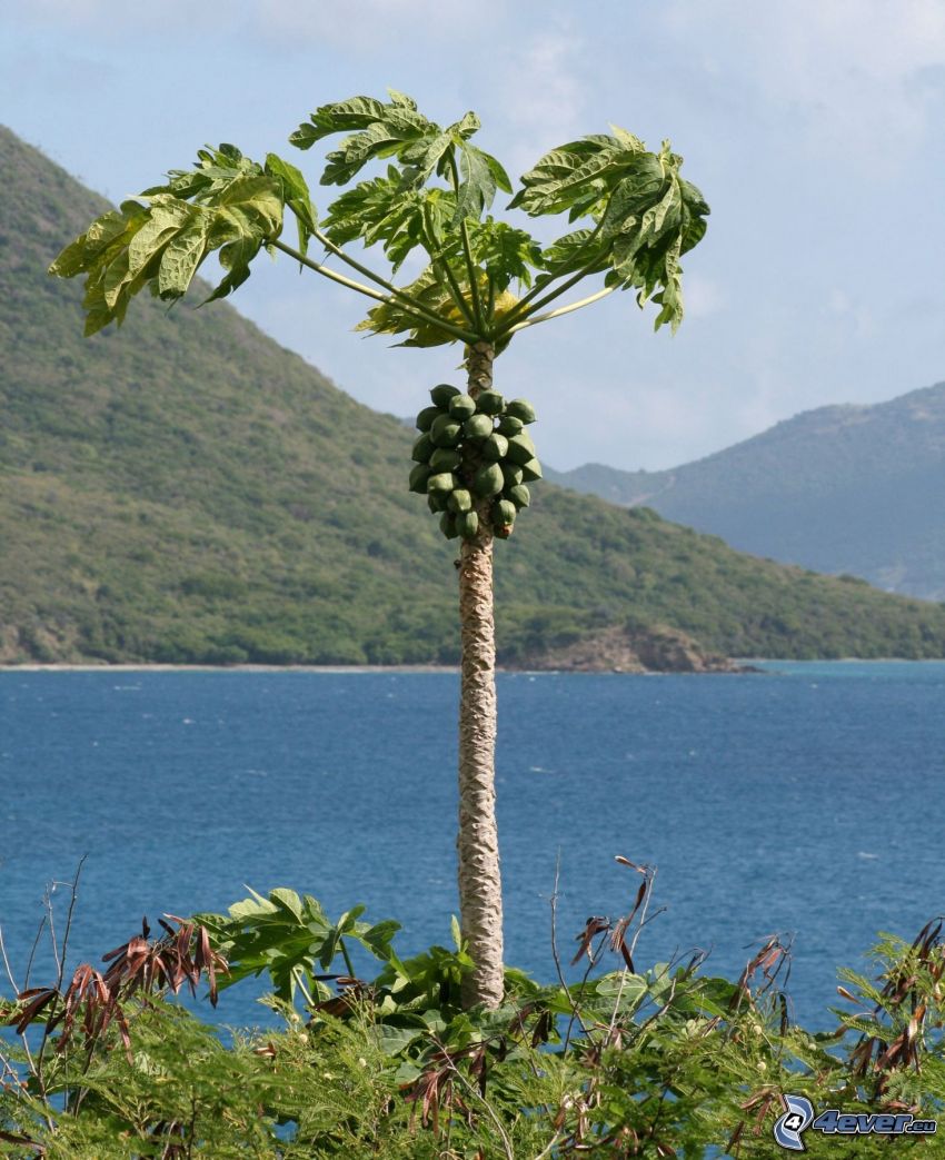 Papaya, Fluss, Hügel