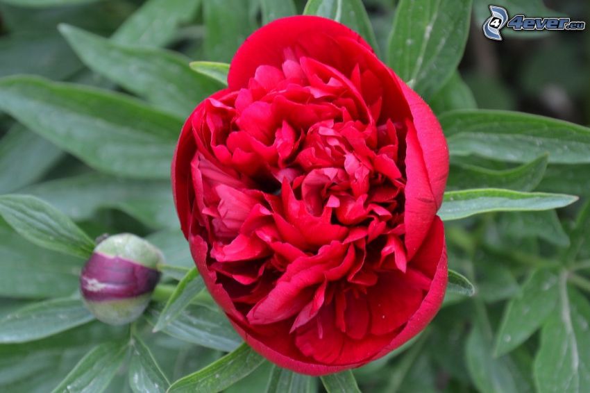 Pfingstrose, rote Blume