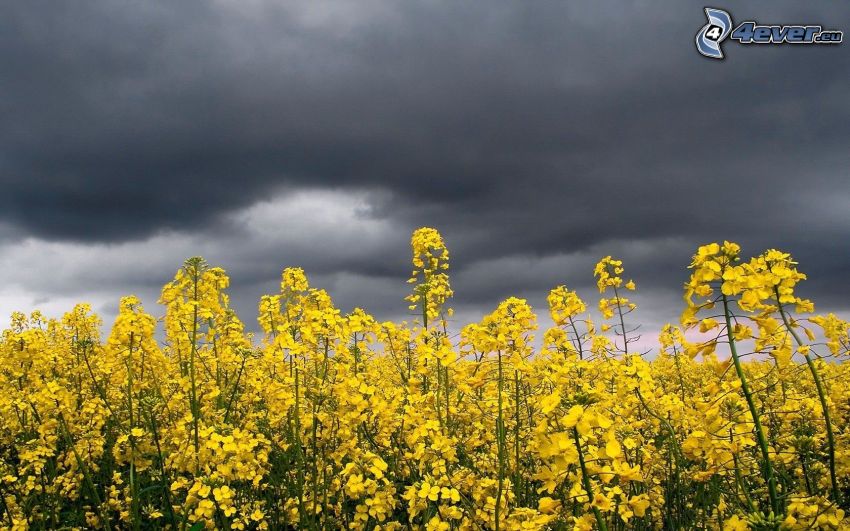 Raps, dunkle Wolken