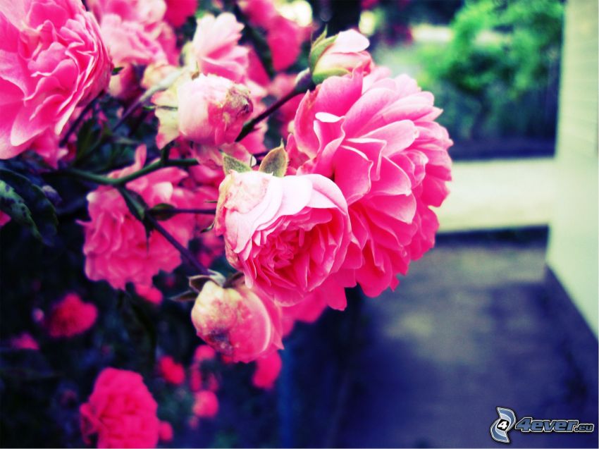 rosa Blumen