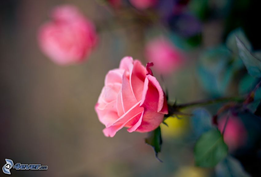 rosa Rosen