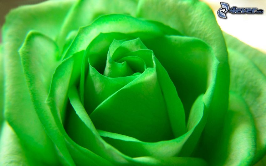 Rose, grün
