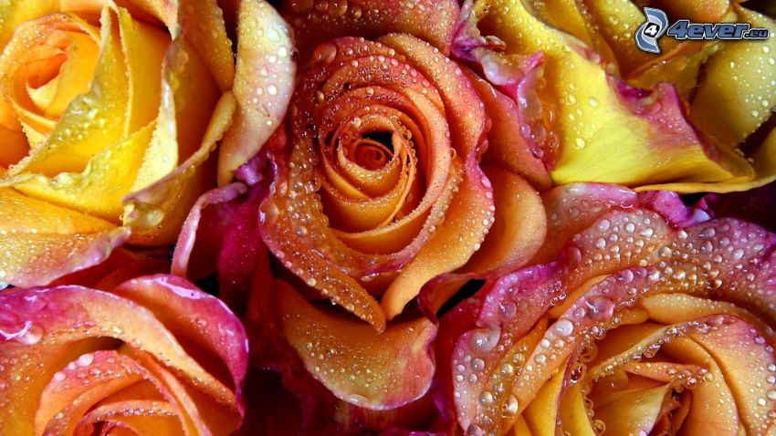 Rosen, befeuchtete Rose