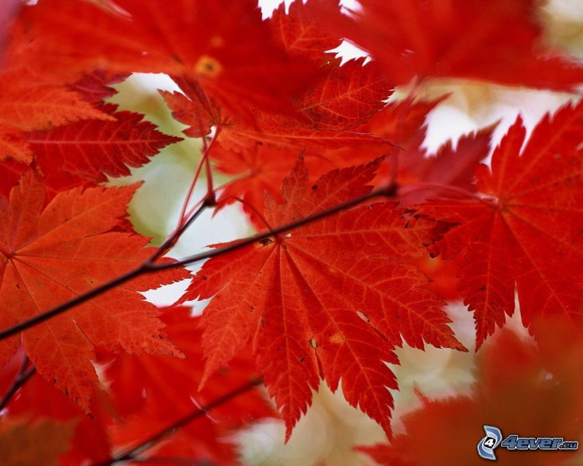 rote Blätter