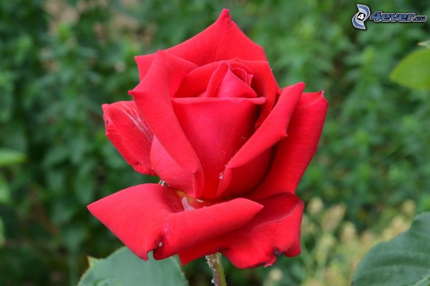 rote Rose, Knospe, Blume