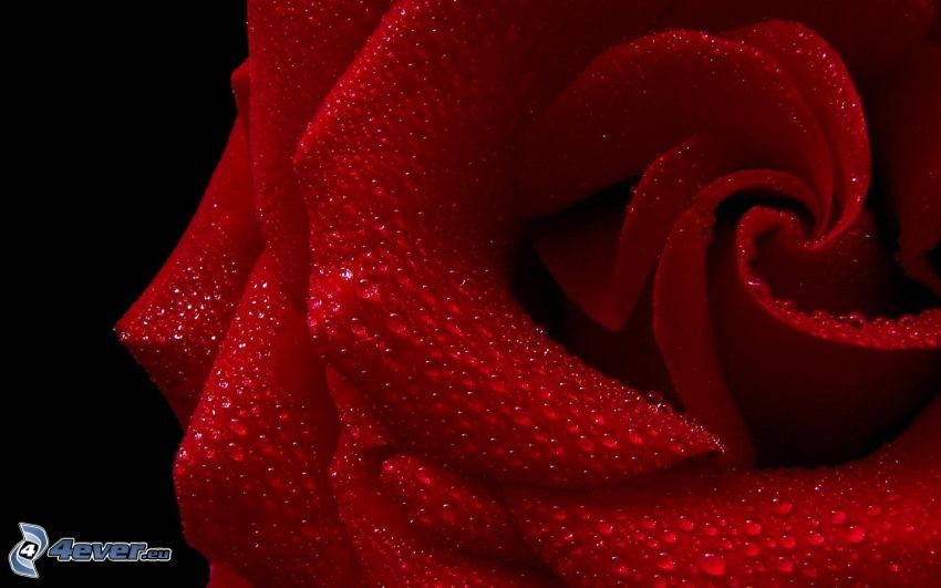 rote Rose, Tau