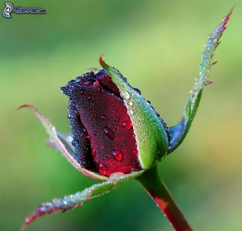 rote Rose, Wassertropfen