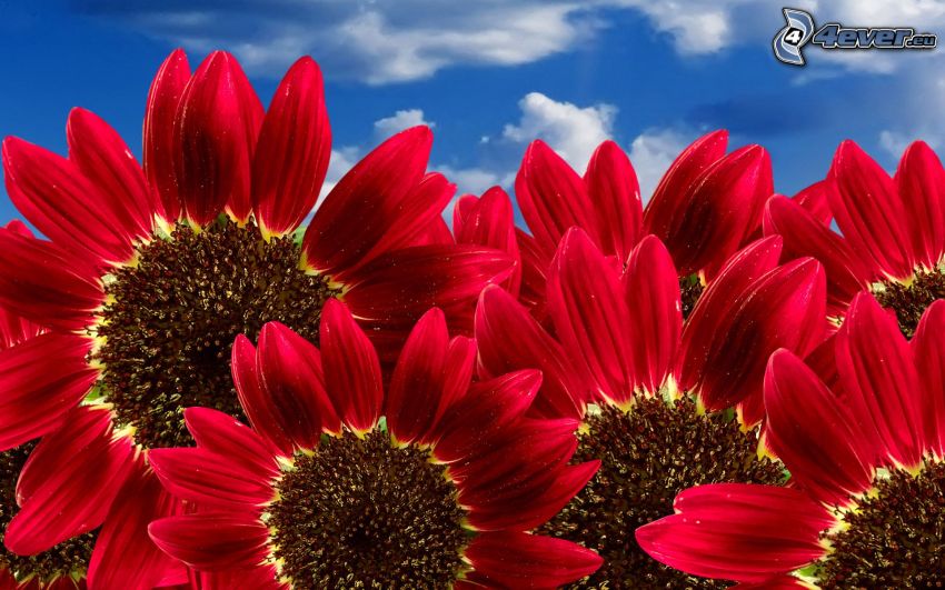 rote Sonnenblumen