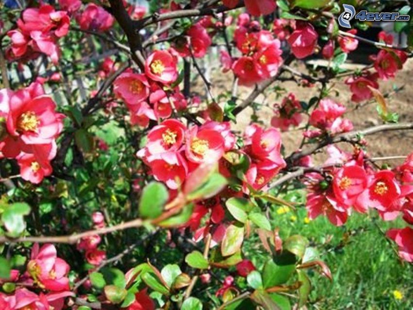 roten Blumen, Busch