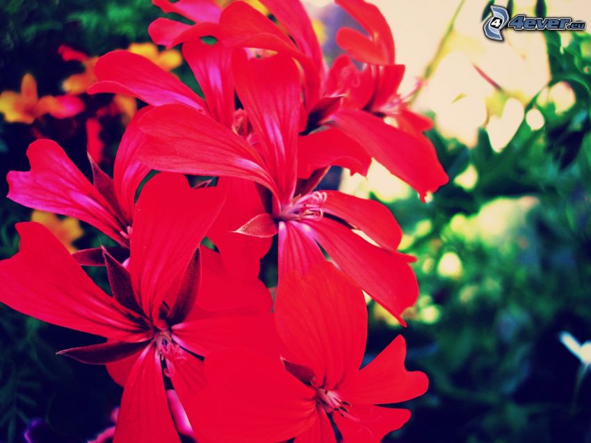 roten Blumen
