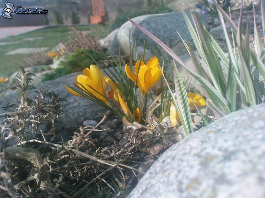 Saffrons, gelbe Blumen, Stein