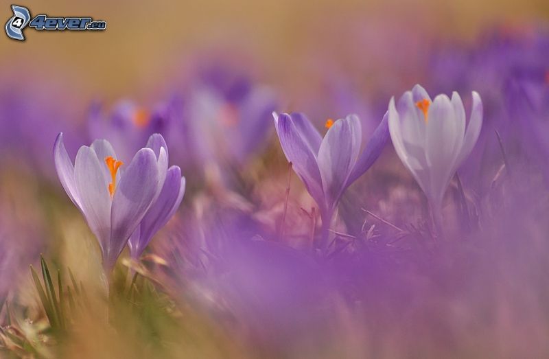 Saffrons, lila Blumen
