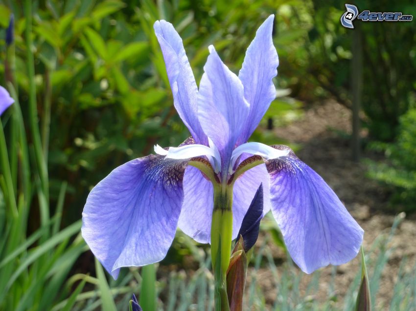 sibirische Iris, lila Blume
