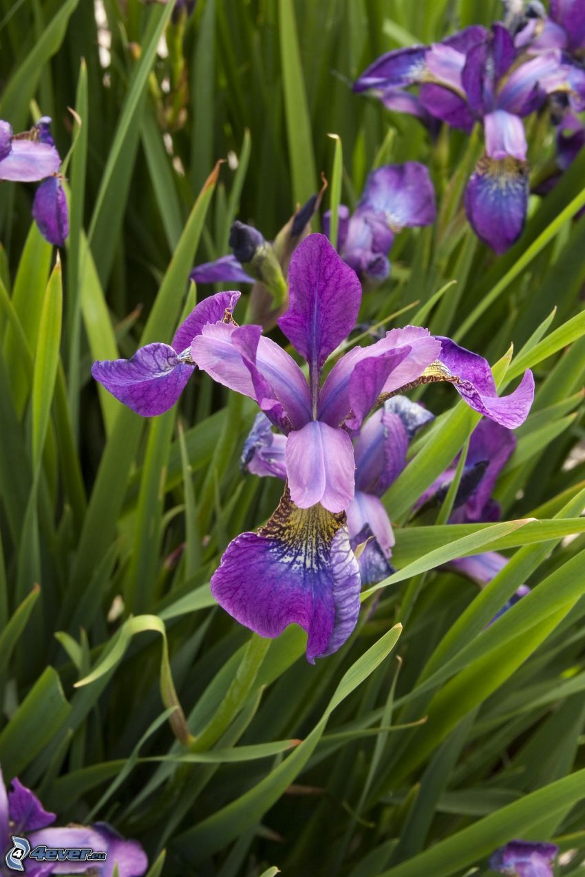 sibirische Iris, lila Blumen, Gras
