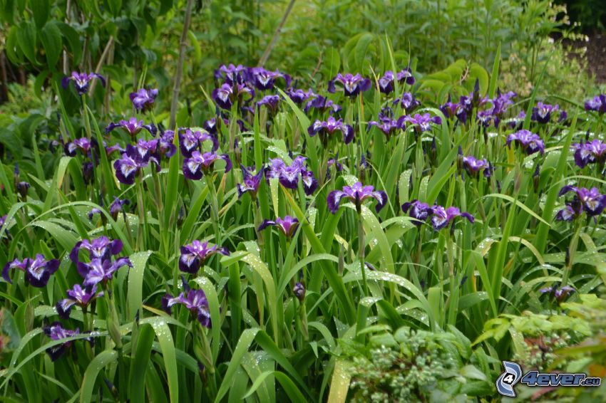 sibirische Iris, lila Blumen, Gras