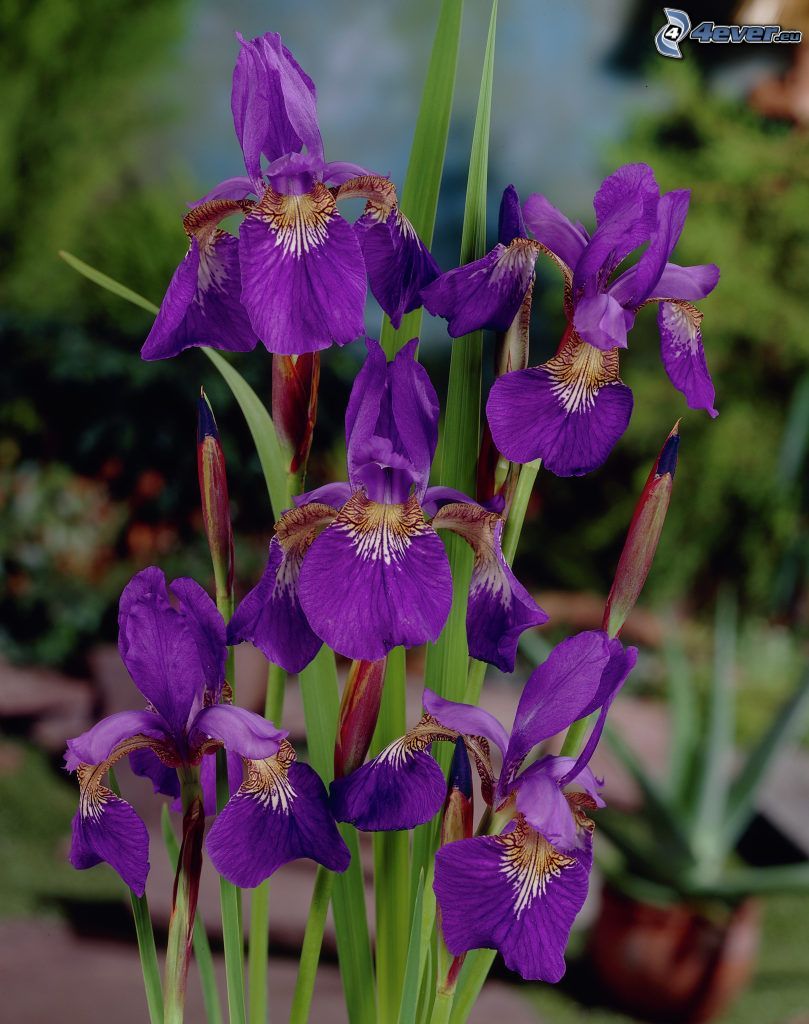 sibirische Iris, lila Blumen