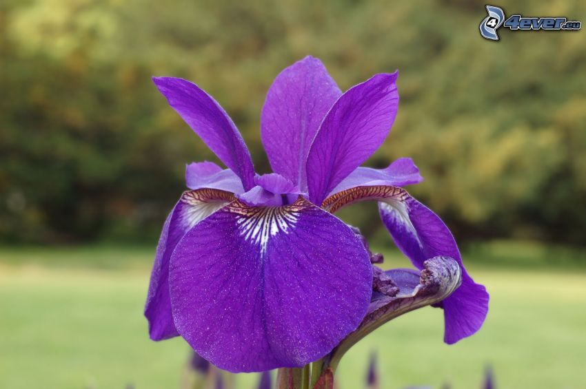 sibirische Iris, lila Blumen