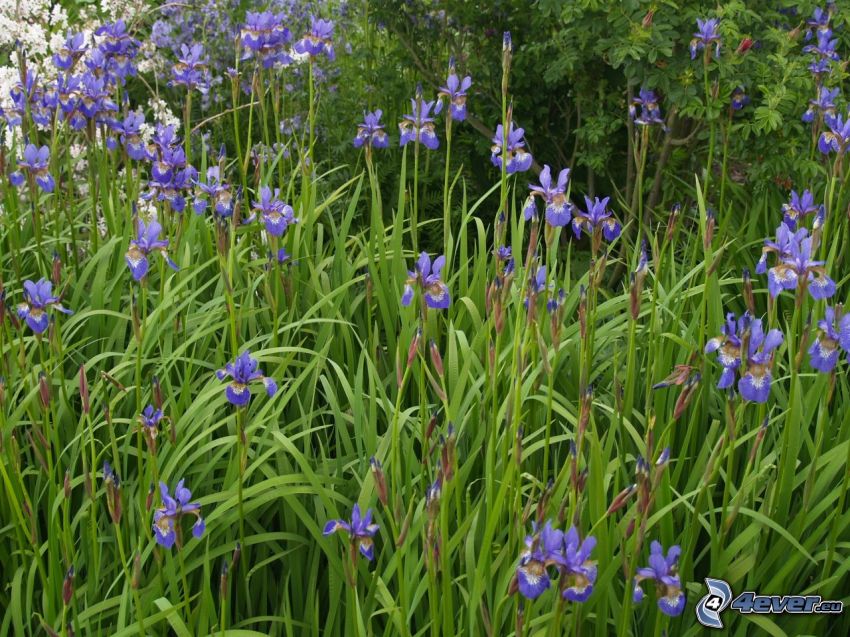sibirische Iris, lila Blumen