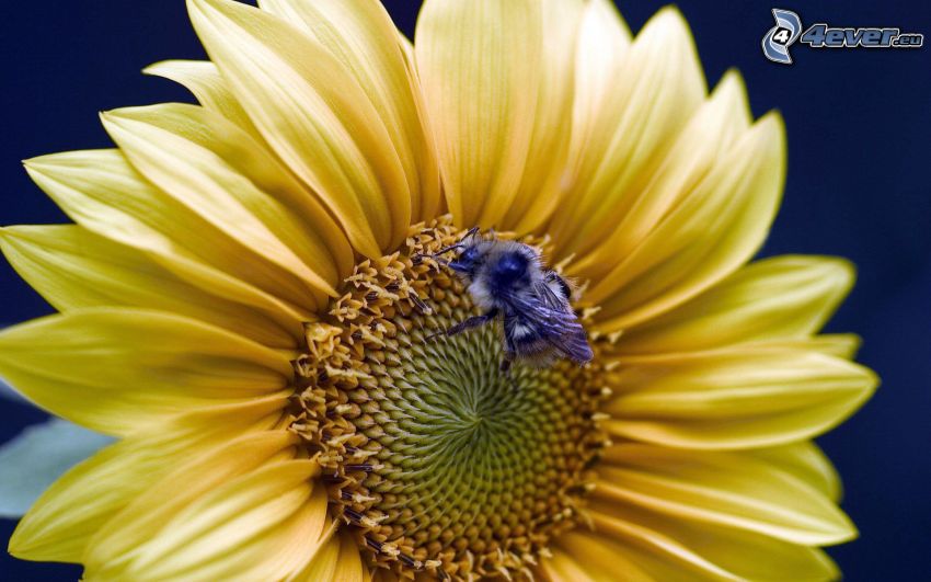 Sonnenblume, Biene