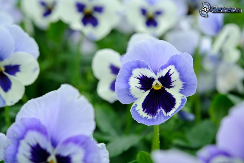 Stiefmütterchen, blaue Blumen