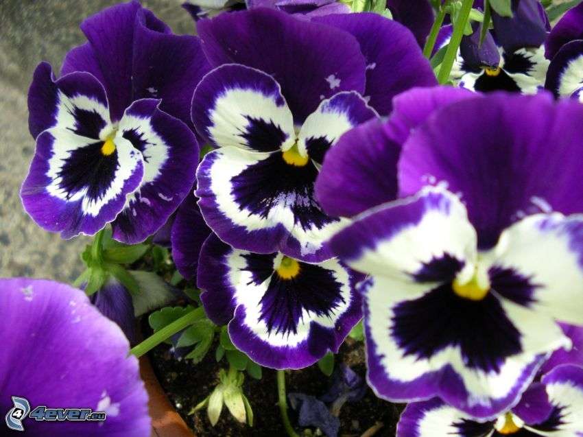 Stiefmütterchen, lila Blumen
