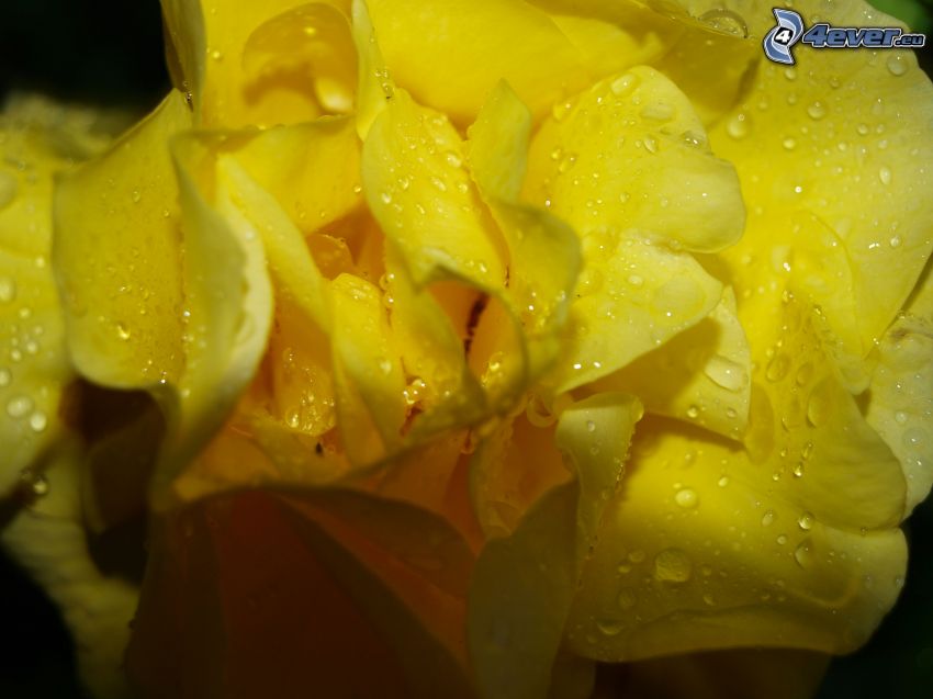 taufrischer Blume, gelbe Blume