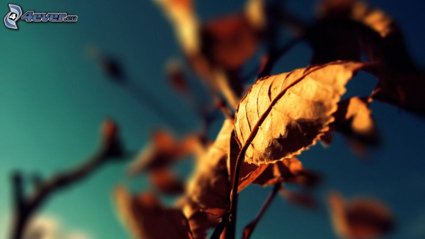 trockene Blätter
